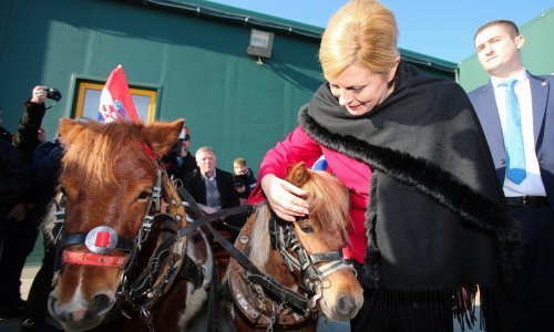Predsjednica kod zagorskih konjogojaca, došao i Bandić