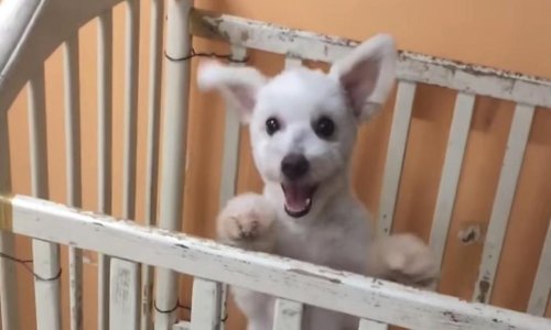 Nasmijte se uz najzabavnije prošlogodišnje snimke životinja