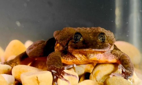 Ma je li to nama usamljeni žabac Romeo napokon pronašao partnericu?