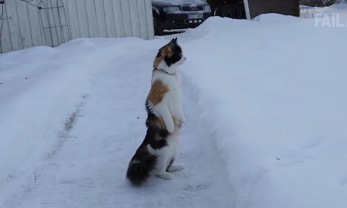 Zabavite se uz najbolje prošlotjedne bizarne nezgode
