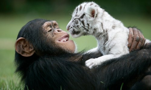 Ma kakav 'blue Monday': Kad vidite kako se slavi Dan zagrljaja, odmah ćete poželjeti nekog zgrabiti u naručje