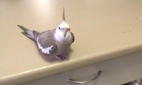 Ovo su neke vrlo zločeste ptice