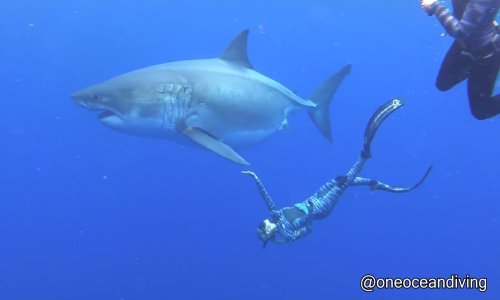 Zabavite se i saznajte nešto novo uz Dnevnu dozu interneta