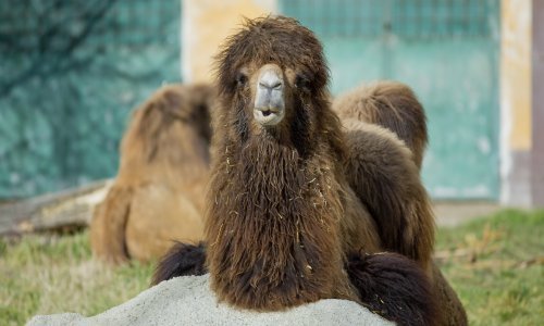 Želite dirati kožu antilope, vuka i krokodila? Dođite za vikend u zagrebački ZOO!