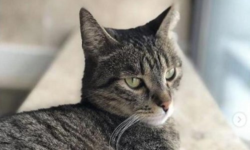 Mali Ivica živi na zagrebačkom FER-u i najslađi je fakultetski ljubimac ikad. Upoznajte ga!