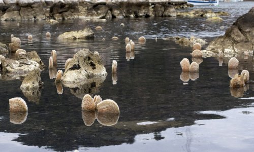 Na Elafitima zabilježen prvi masovni pomor periski u Jadranu