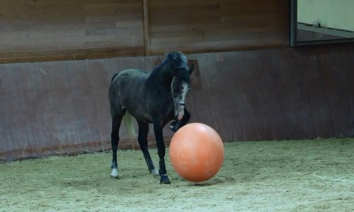 Pogledajte kako se prekrasni đakovački lipicanac igra loptom
