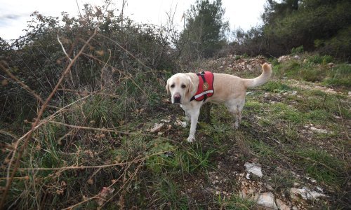 Ovo je Casper, HGSS-ovac koji je pronašao izgubljenu staricu