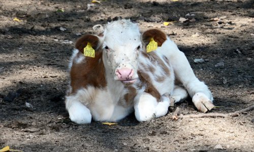 U Sloveniji do sada otkrivene dvije tone sumnjive poljske govedine, a istraga se nastavlja