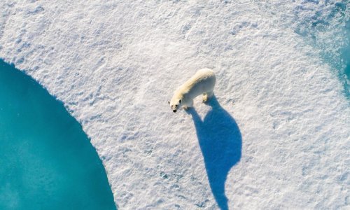 Dron snimio arktičke izbjeglice nastale zbog globalnog zatopljenja