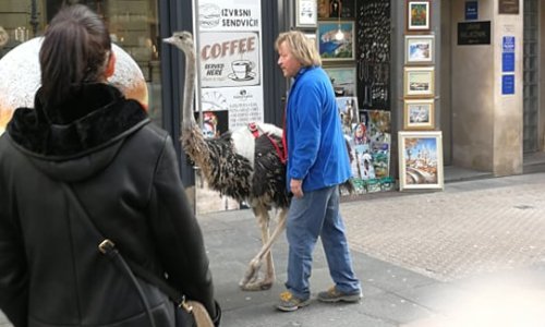 Vjerovali ili ne, ali centrom Zagreba upravo je prošetao jedan - noj!