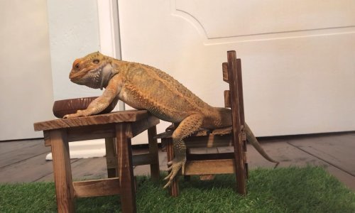 Slatki gušter ruča za stolom kao čovjek