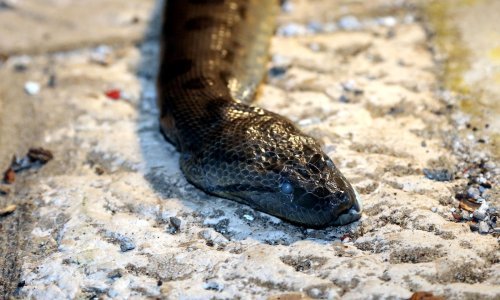 Anakonda u Vodicama: Dječaci iz mora izvukli zmiju dugu više od dva i pol metra