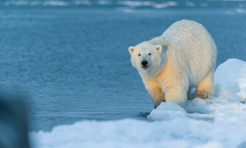 Invazija polarnih medvjeda: Djecu se boje pustiti u školu, nisu ih otjerali patrolnim vozilima ni sirenama