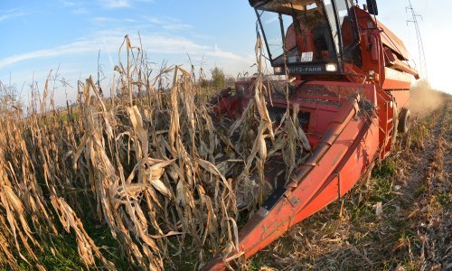 Proizvodnja kukuruza porasla 37 posto, šećerne repe 40 posto manje