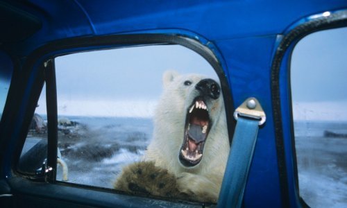 U Rusiji objavljeno izvanredno stanje zbog invazije polarnih medvjeda: slijedi li odstrel zaštićenih životinja?