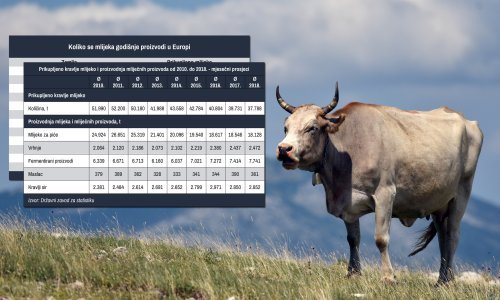 Pomor mljekara: Proizvodnja se u deset godina gotovo prepolovila, samo lani se 'utopilo' još 800 mljekara