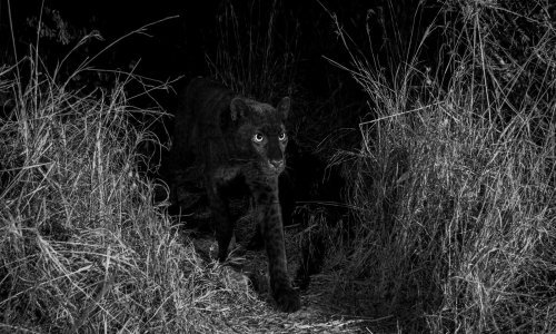 Pogledajte prve fotografije rijetkog crnog leoparda