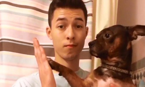 Što se dogodi kad ljubimci odluče improvizirati? Urnebes!