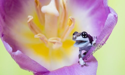 Ništa ne kaže Valentinovo kao žabica u cvijetu