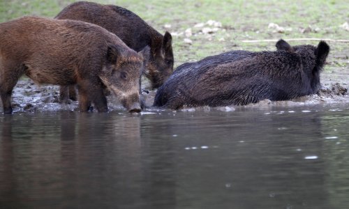 Opasna epidemija poharala Europu i prijeti Hrvatskoj, a može se širiti i najobičnijim sendvičem