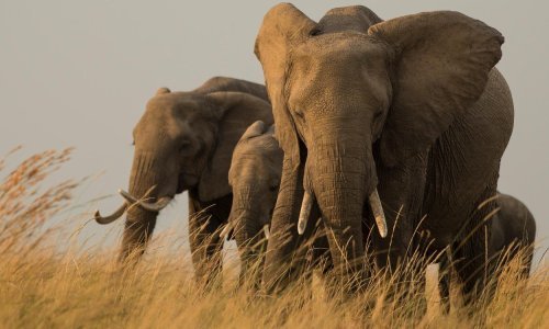 Visoke globe za turiste s narukvicama od bjelokosti