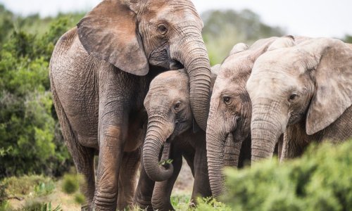 Nevladine udruge i Pigmeji zajedno se bore protiv krivolova