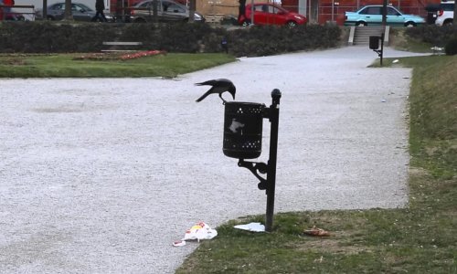 Pametne vrane surađuju čak i kad kopaju po smeću: Pogledajte dokaz iz Zagreba