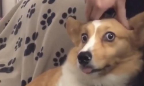 Pogledajte najbolje ljubimce veljače