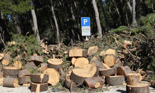 Bolesna borovina sa splitskog Marjana danas je u trupcima, otkupit će ih tvrtka koja je rušila stabla