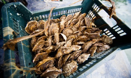 Fekalije ugrozile kamenice, otkazana manifestacija: 'To su prave bakterijske bombe!'