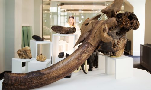 Zagreb bi do 2022. trebao imati novi Prirodoslovni muzej, a već sada se može zaviriti u dio njegovog budućeg postava