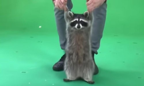 Imamo za vas snimku za koju niste ni znali da vam je danas trebala