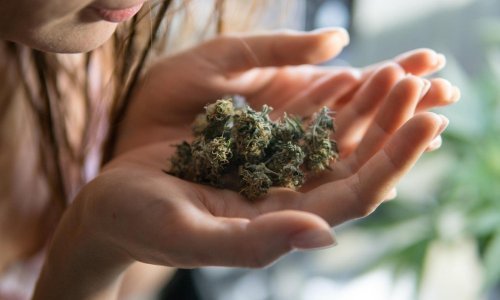 Zaboravite priče o poljima kanabisa: CBD i THC uzgajat će se u bačvama pivskog kvasca