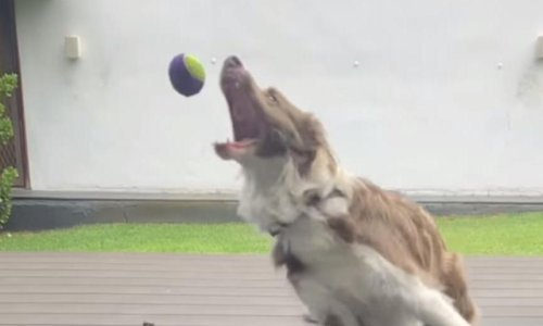 Lijepi pas rođeni je golman