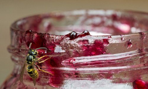 S tržišta se povlači ALGA voćni namaz od šljiva od 700 grama