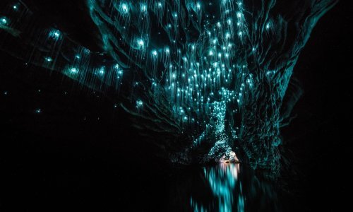 Novozelandska pećina ne treba struju – ima crve!