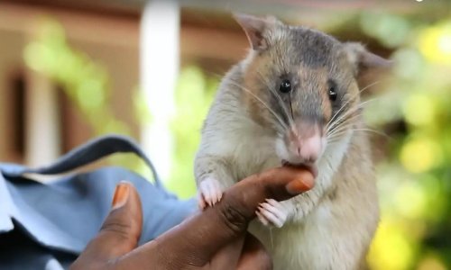 Tanzanija svoje pirotehničare plaća - voćem!