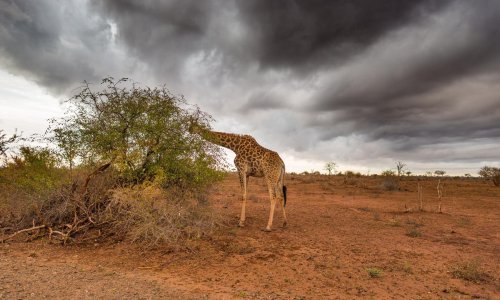 Tropska oluja pogodila Zimbabve, najmanje 24 poginulih