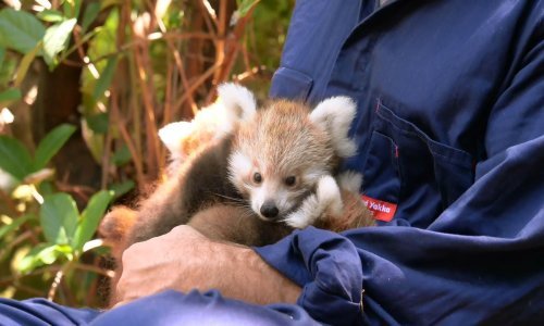 Ima li što slađe od tri male crvene pande?