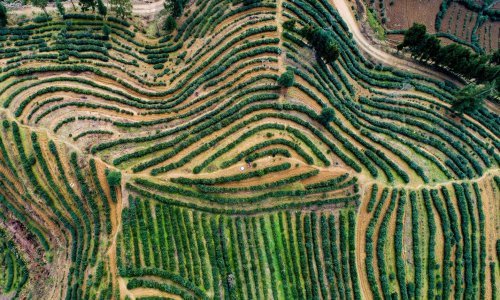 Tko bi rekao da polja čaja mogu biti ovako lijepa?