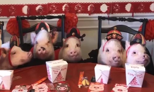 Ove svinje znaju kakva je ova godina u kineskom horoskopu