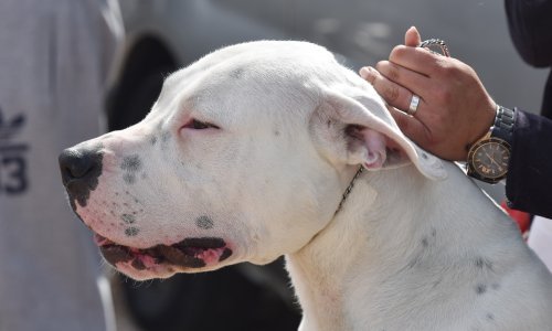 Život i dalje ugrožen jednomjesečnoj bebi koju je ugrizao pas, policija protiv oca podiže kaznenu prijavu