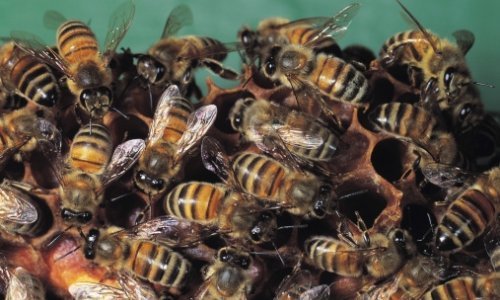 Riječaninu pčele uselile u stan u neboderu