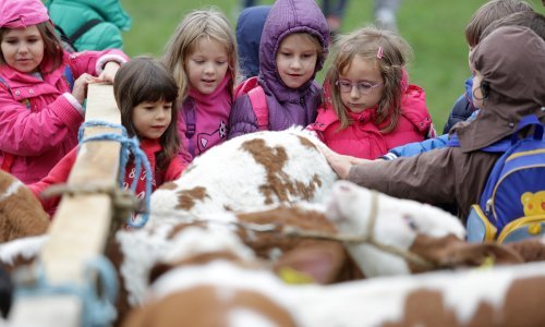 Svježe mlijeko je dobro za zdravlje, kažu francuski proizvođači sira