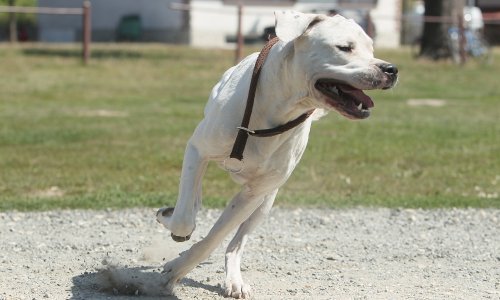 Djevojčica koju je ugrizla doga više nije u životnoj opasnosti