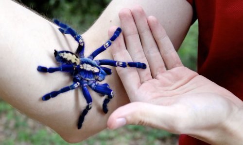 Ljubimac ili ne – biste li vi dopustili otrovnoj tarantuli da vam šeće po tijelu?