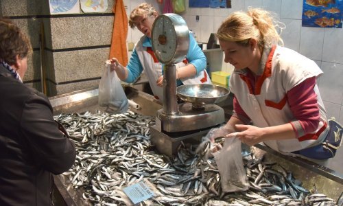 Znamo li što jedemo? U Jadranu 7 od 10 riba ima tragove mikroplastike