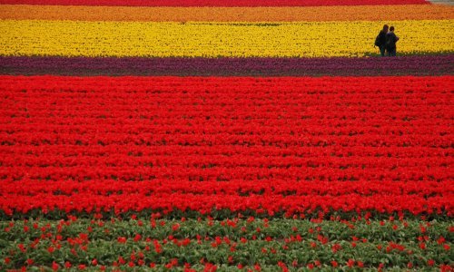 Pogledajte 'Vrt Europe' – božanstveni nizozemski raj pun cvijeća