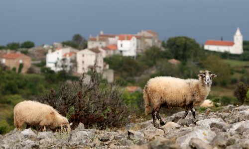 Poljoprivredna zadruga Loznati s otoka Cresa gradi siranu